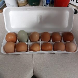 Dozen Free Range Eggs